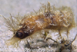 Hairy pygmey pipehorse (Acentoneura tentaculata.)
Naama Bay by Adolfo Maciocco 